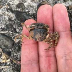 落とし込みでチヌ!