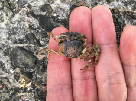 落とし込みでチヌ!