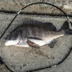 落とし込みでチヌ!まだ釣れる!!