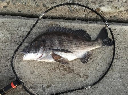 落とし込みでチヌ!まだ釣れる!!