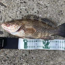 五島で青物狙いだったが、オオモンハタとアラカブがRIDE ON！