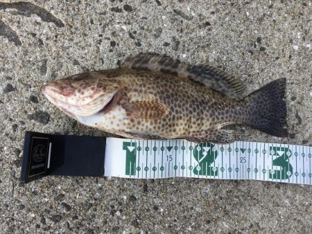 五島で青物狙いだったが、オオモンハタとアラ…