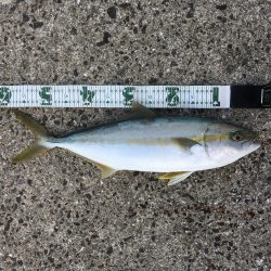 ポッパーにてヒラゴRIDE ON!