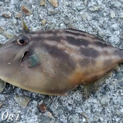 なんとかアオリイカ。