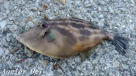 なんとかアオリイカ。