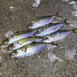 瀬戸内の島アジング(2020-21)