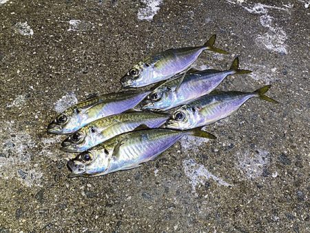 瀬戸内の島アジング(2020-21)