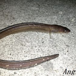 タチウオ不在もアナゴはいる！