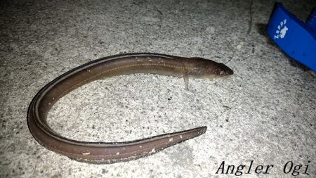 タチウオ不在もアナゴはいる！