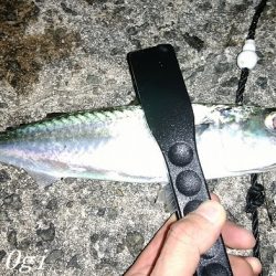 東浦でタチウオ・西浦で良型アジ！！