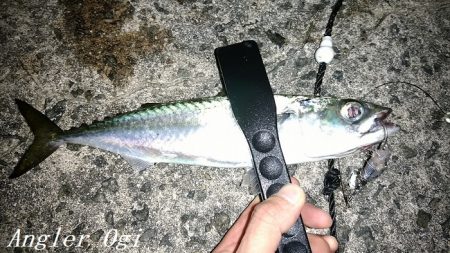 東浦でタチウオ・西浦で良型アジ！！