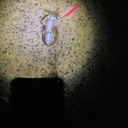 和歌山中紀でショアジギングとエギング