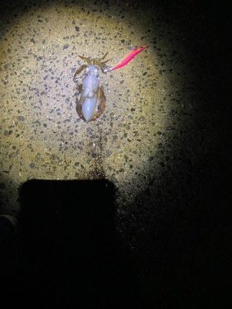 和歌山中紀でショアジギングとエギング