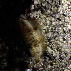 エギング大会開催してアオリイカ釣ってきました。キロアップ釣った人も( ﾟДﾟ)