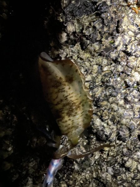 エギング大会開催してアオリイカ釣ってきました。キロアップ釣った人も( ﾟДﾟ)