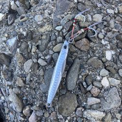 ハマチがポツポツ