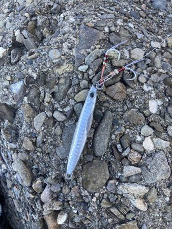 ハマチがポツポツ