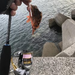 エギングでアオリイカ釣果