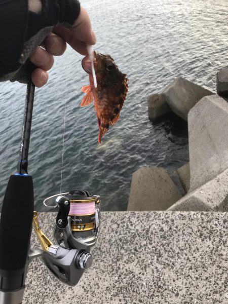 エギングでアオリイカ釣果