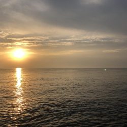 飲ませシーバス