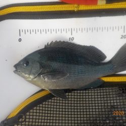 大蔵海岸グレ絶好調