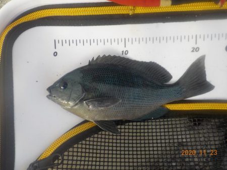 大蔵海岸グレ絶好調