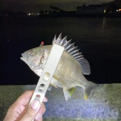 アジの釣果情報を元に瀬戸内海にて