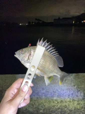 アジの釣果情報を元に瀬戸内海にて