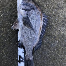 イチノ兄弟、釣果！