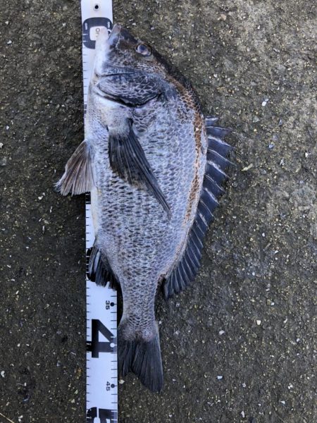 イチノ兄弟、釣果！