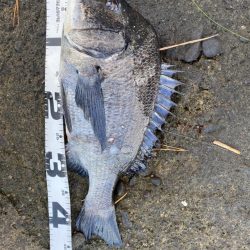 イチノ兄弟、釣果！