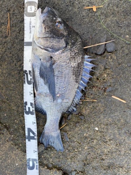 イチノ兄弟、釣果！