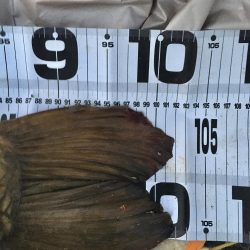 ついに来た！猪名のメーター鯉