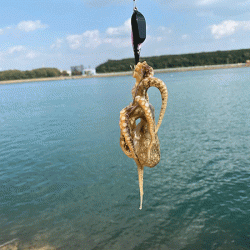 姫路イイダコ（2020-1）