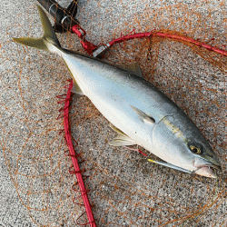 瀬戸内の島アジングとショアジギング