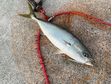 瀬戸内の島アジングとショアジギング