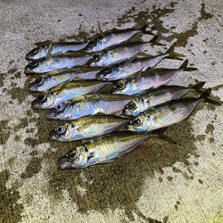 瀬戸内の島アジングとショアジギング