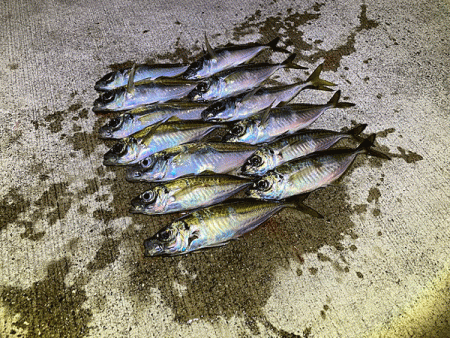 瀬戸内の島アジングとショアジギング