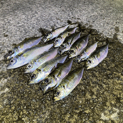 瀬戸内の島アジング(2020-24)