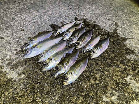 瀬戸内の島アジング(2020-24)