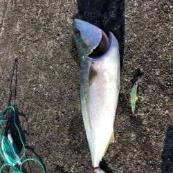 メジロ・サゴシゲット