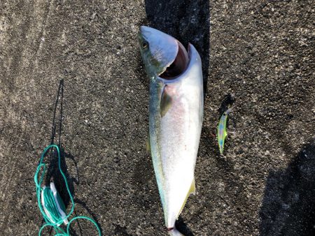 メジロ・サゴシゲット