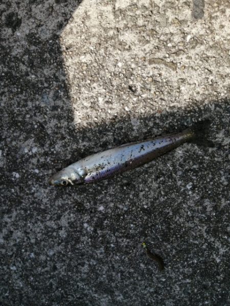 ちょい投げからのイイダコ釣り