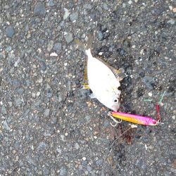 スーパーライトショアジギング