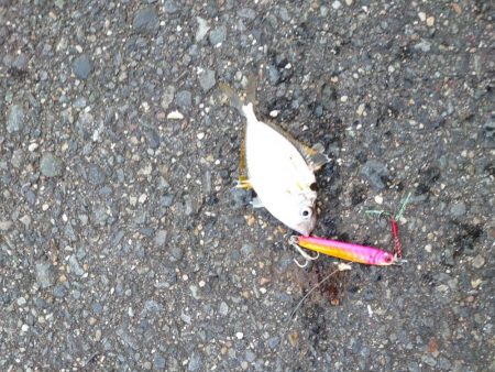 スーパーライトショアジギング