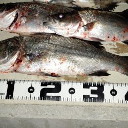 いつもの同じ魚の釣り
