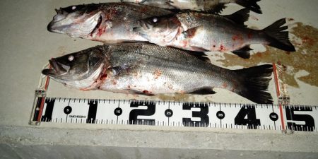 いつもの同じ魚の釣り