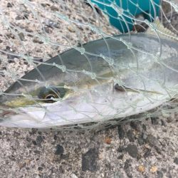 今年初サゴシ。