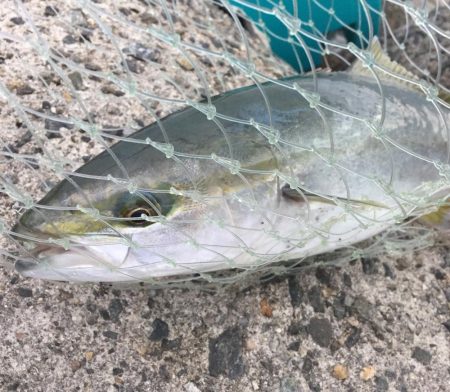 今年初サゴシ。