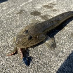 マイクロテンヤ